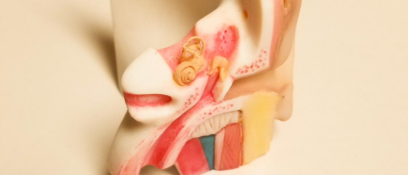 Anatomical Modeling Hero Image